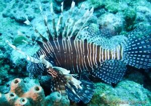 Malendure - îlet Pigeon